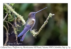 Collared Inca
