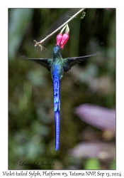 Violet-tailed Sylph male