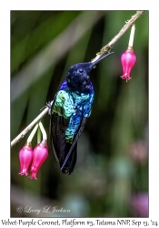 Velvet-purple Coronet