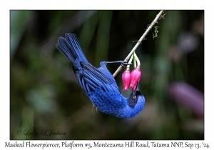 Masked Flowerpiercer