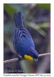 Purplish-mantled Tanager
