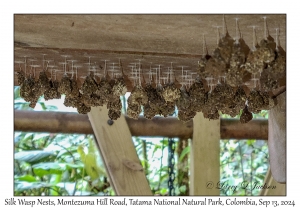 Silk Wasp Nests