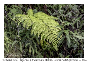 Tree Fern Frond