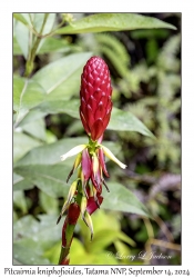 Pitcairnia kniphofioides