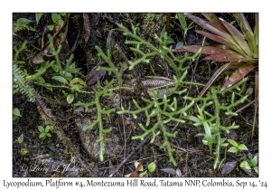 Lycopodium