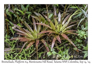 Bromeliad