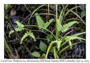 Coral Fern