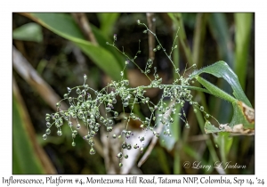 Inflorescence