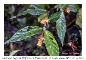 Unknown Begonia