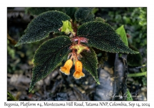 Begonia
