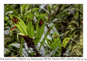 Red-spot Leaves