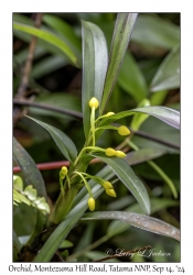 Orchid
