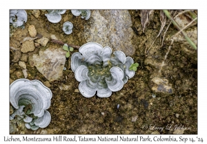 Lichen