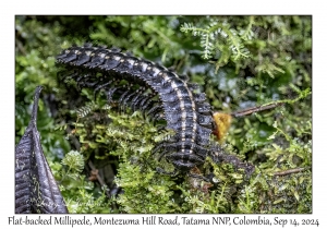 Flat-backed Millipede