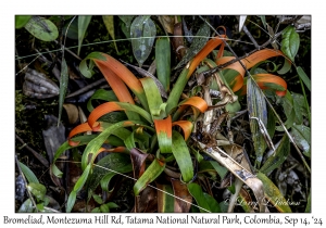 Bromeliads