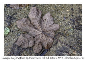 Cecropia Leaf