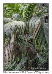 Palm