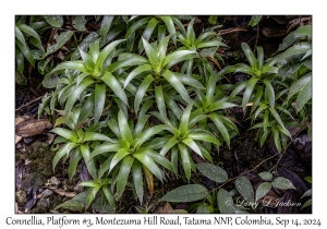 Connellia