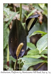 Anthurium