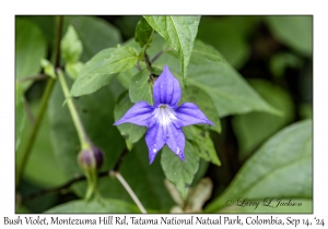 Bush Violet