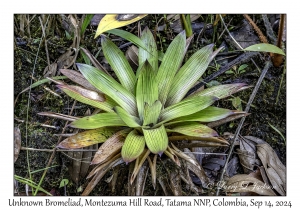 Unknown Bromeliad