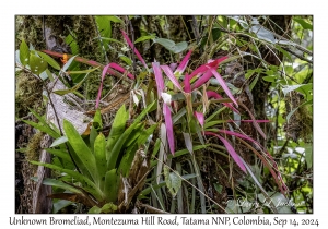 Unknown Bromeliad