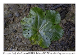Cecropia Leaf