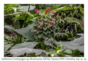 Unknown Centropogon species