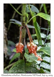 Glossoloma schultzei