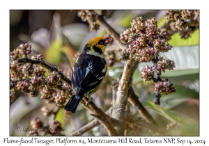Flame-faced Tanager