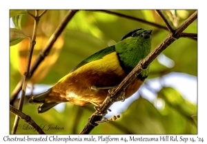 Chestnut-breasted Chlorophonia male