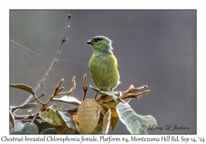 Chestnut-breasted Chlorophonia female