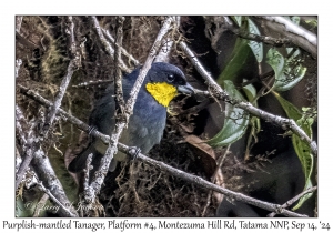 Purplish-mantled Tanager