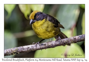 Tricolored Brushfinch