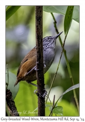 Grey-breasted Wood-Wren
