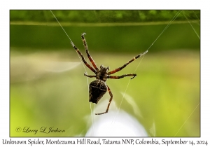 Unknown Spider