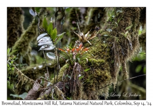 Bromeliads