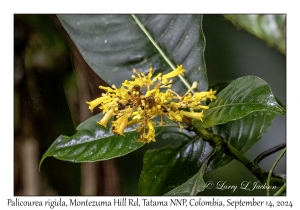 Palicourea rigida