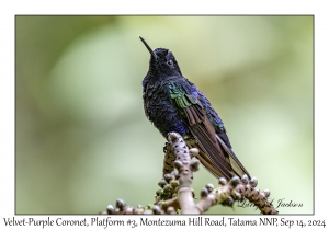 Velvet-purple Coronet