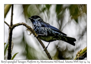 Beryl-spangled Tanager