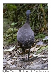 Highland Tinamou