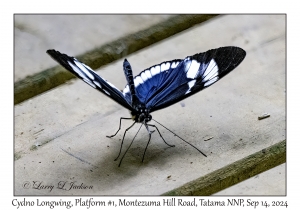 Cydno Longwing