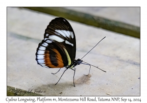 Cydno Longwing