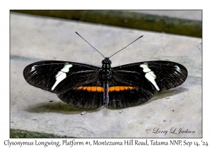 Clysonymus Longwing