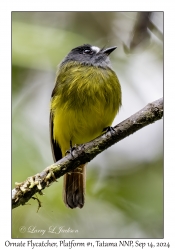 Ornate Flycatcher