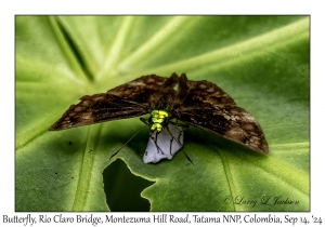 Butterfly