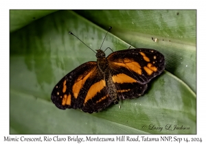 Mimic Crescent