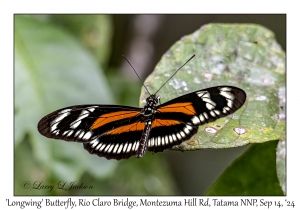 'Longwing' Butterfly