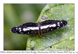 White-dotted Crescent
