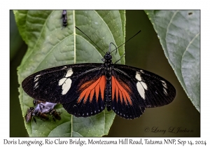 Doris Longwing
